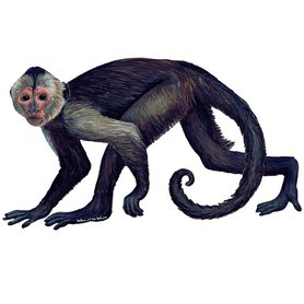 Samolepící dekorace  Opice - malpa kapucínská