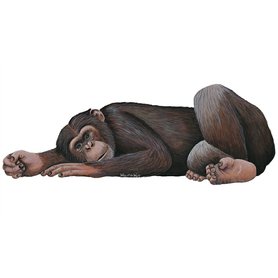 Samolepící dekorace  Šimpanz