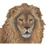 W210 samolepky safari obrazky zvirat lev kral inspirace detskeho pokoje pokoje pro miminka.JPG