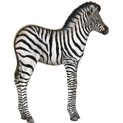 w214 zebra luxusni samolepici dekorace samolepky safari jungle Afrika obrazky pro deti.jpg