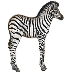 Samolepící dekorace  Zebra