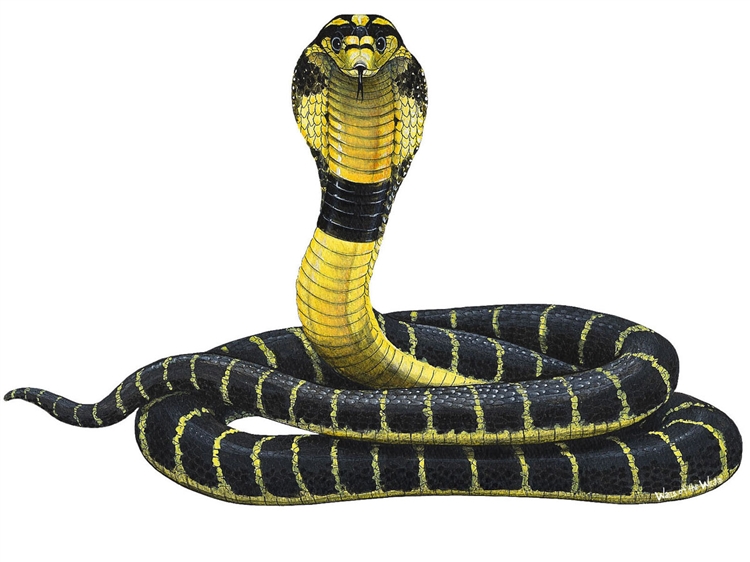 Samolepící dekorace Had kobra